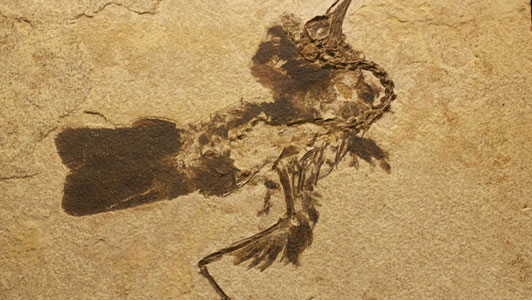 fossil-bird