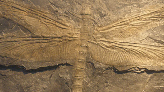 fossil-dragon-fly